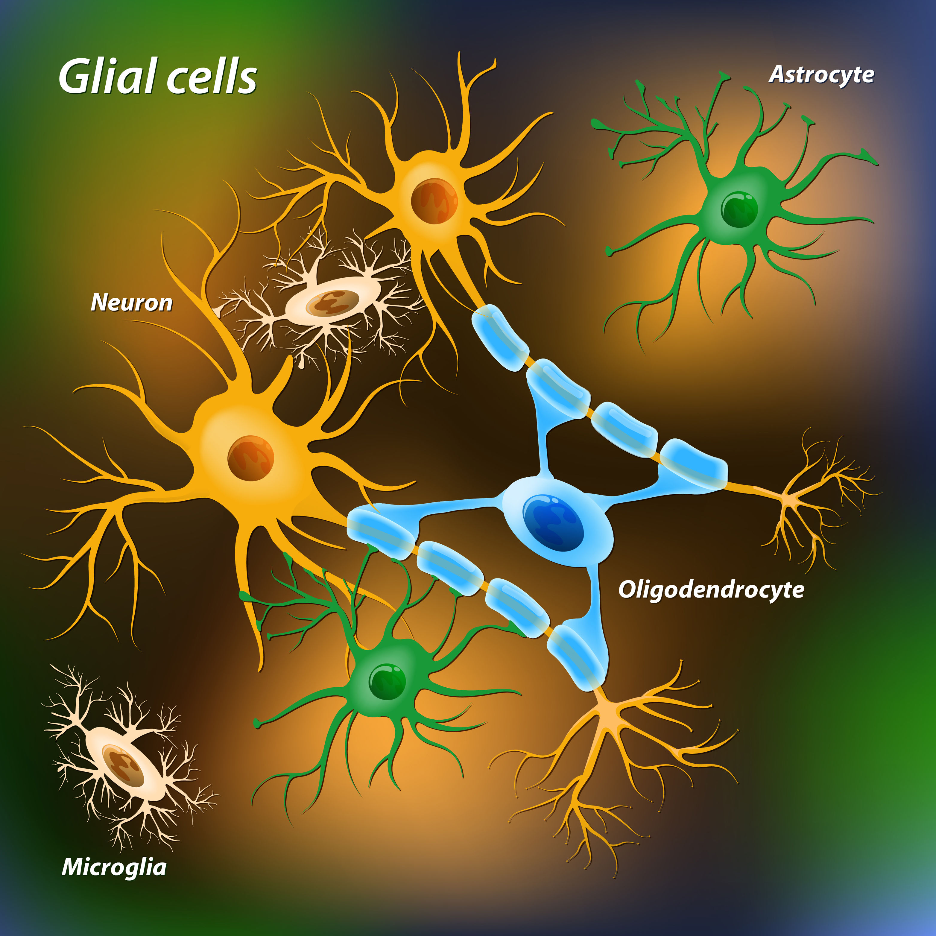 neuron-glue-turns-out-to-be-crucial-to-man-s-internal-timers-the