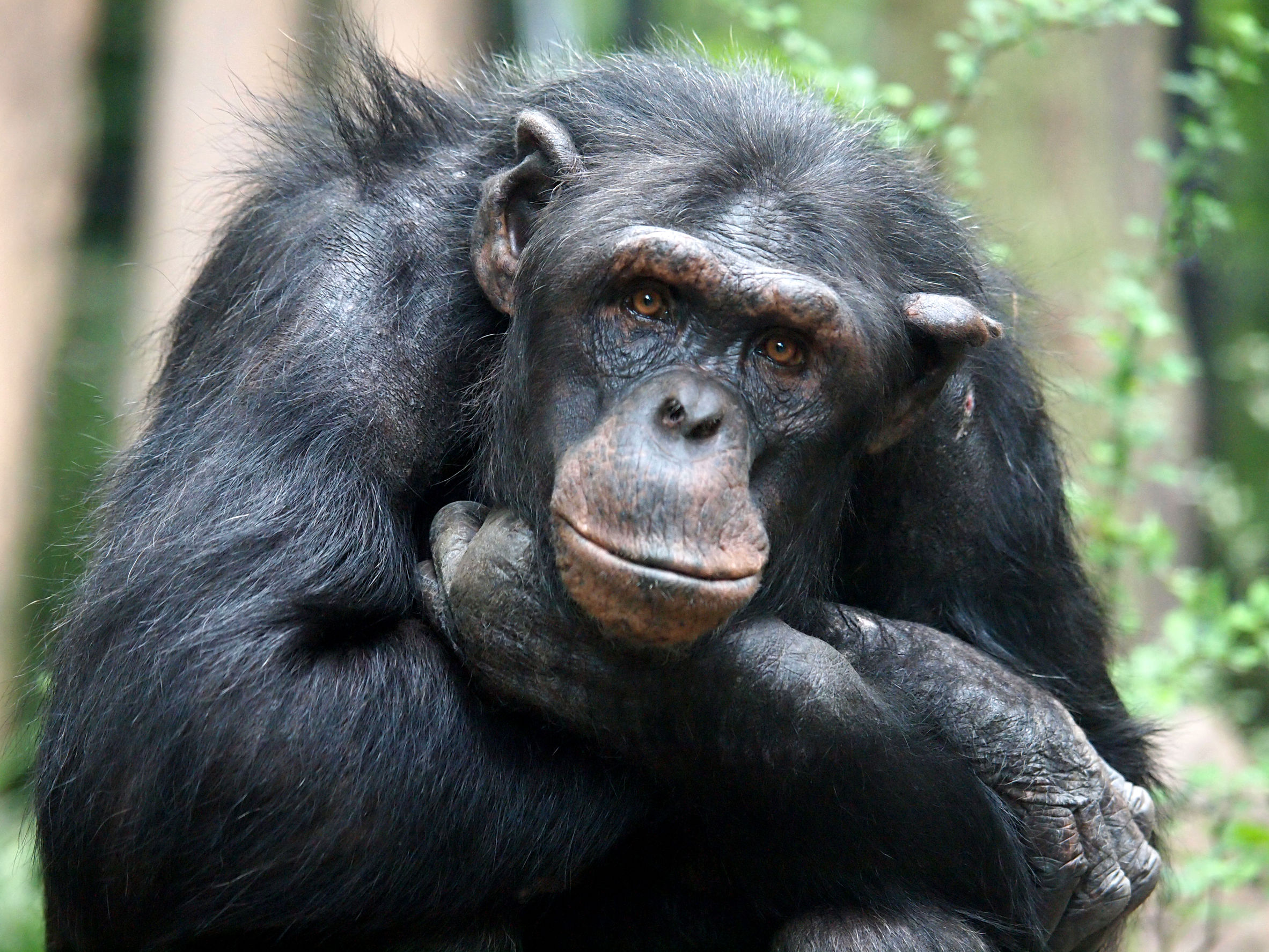 Research reveals that Apes can tell if a person believes in a False ...